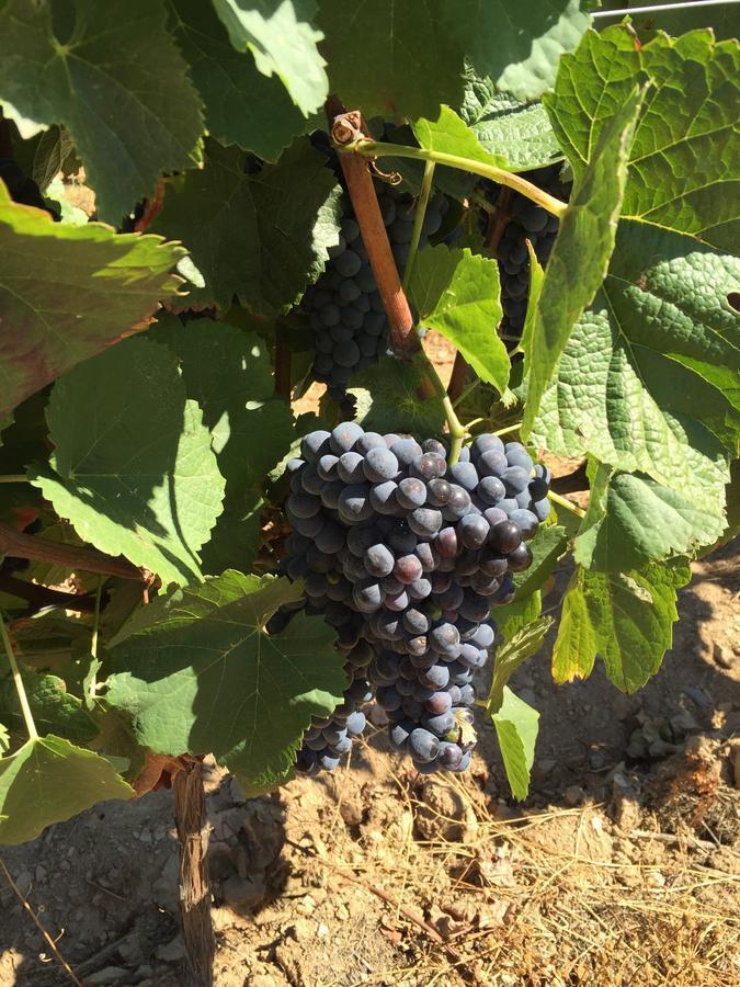 Quinta Dos Espinheiros Villa Provesende Стая снимка